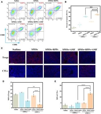 The hybrid nanosystem for the identification and magnetic hyperthermia immunotherapy of metastatic sentinel lymph nodes as a multifunctional theranostic agent